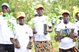 Reforestation by laterite mining cooperatives