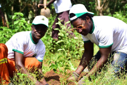 Reforestation by laterite mining cooperatives