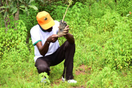 Reforestation by laterite mining cooperatives
